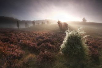 Foggy sunrise over hills with unipers and heather, Totengrund, Germany