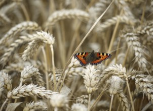 Small tortoiseshell