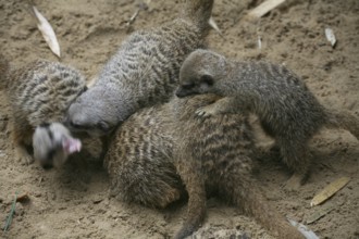Meerkat bustle