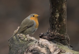 European robin (Erithacus rubecula)