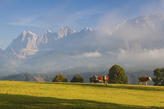 On a farm in the high mountains in Austria