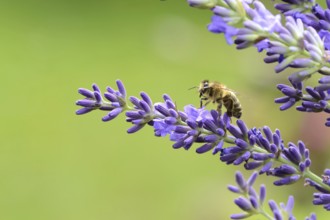 Bee on lavender