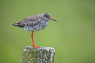 Redshank