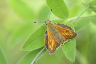 Ochlodes venatus, Rusty coloured skipper, Large skipper on a leaf
