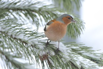 Common chaffinch (Fringilla coelebs) in winter/ Common Chaffinch, common chaffinch (Fringilla