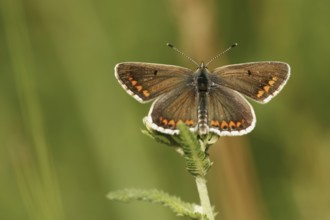 Brown argus (Aricia agestis)