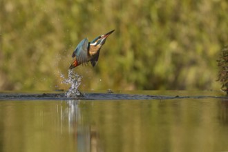 Kingfisher (Alcedo atthis)