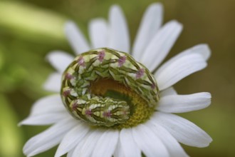 Chamomile Monch (Cucullia chamomillae)