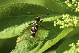 Wasp beetle (Clytus arietis)