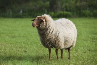 Coburg chestnut sheep on the pasture