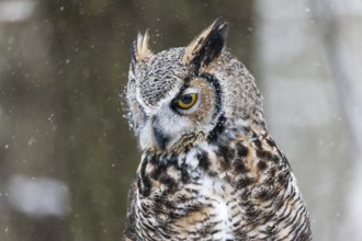 A captive great horned owl (Bubo virginianus) also known as a tiger owl at a bird of prey sanctuary
