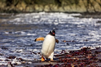 A penguin walks along the beach, the sea in the background with waves and algae, Gentoo penguin