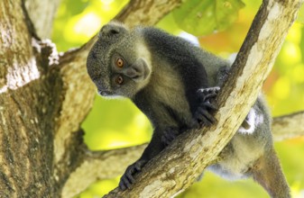 White-throated Monkey (cercopithecus albogularis) in a tree, Kenya