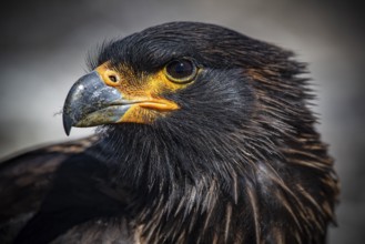 Falkland caracara (Phalcoboenus australis), portrait, Pebble Island, Falkland Islands, Great