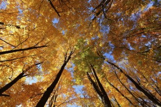 Nature, autumnal forest, view from below into the tree tops, Province of Quebec, Canada
