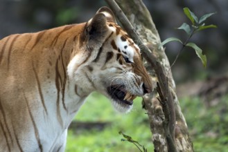 Rare golden tiger in their environment