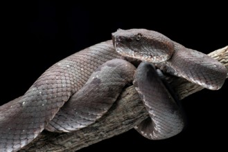 Flat nose pit viper in black background