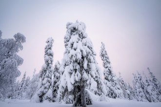 A magical winter forest with dense, snow-covered trees at dusk, Finland, Lapland