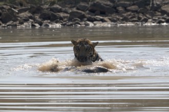 Tiger (Panthera tigris), Bengal tiger or Indian tiger, big cat (Pantherinae), carnivore