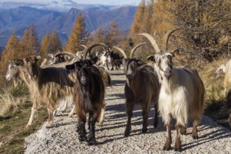 Close-up of a goat in the italian alps