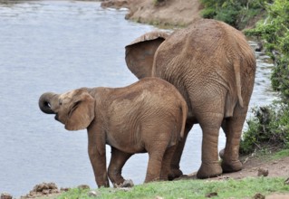 An African Elephant family in the Addo Elephant Park, South Africa