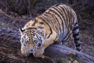 Cute siberian tiger cub, Panthera tigris altaica