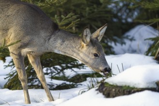 Roe deer eats grass under snow in spruce forest, Capreolus capreolus. Wild roe deer in nature