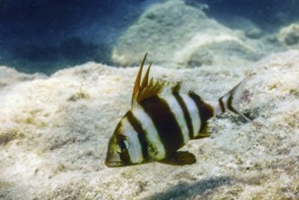 Redbanded Seabream Underwater (Pagrus auriga) Under the Sea Beautiful Fish