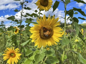 Field of sunflowers under a blue sky, a butterfly rests on a flower, Sempach, Lucerne, Switzerland