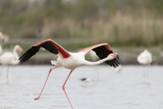 Greater Flamingos (Phoenicopterus roseus) taking off in a Camargue pond. Saintes Maries de la Mer,