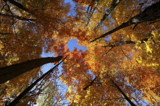 Nature, autumnal forest, view from below into the tree tops, Province of Quebec, Canada