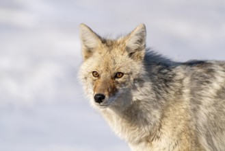Prairie Coyote Canada wild animal in Saskatchewan rural