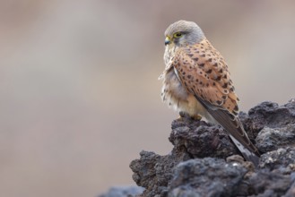 Kestrel, (Falco tinnunculus), perches on rocks, Canary Islands, animals, birds, falcons, foraging,