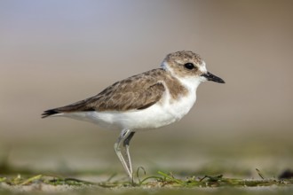 Animals, birds, plover, Kentish plover, (Charadrius alexandrinus), biotope, habitat, foraging, Barr