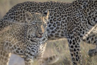 Young Leopard and mother walking in the Kruger National Park, South Africa