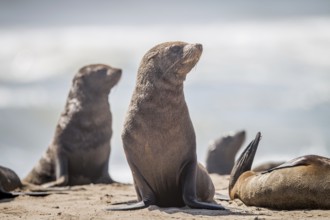 Cape fur seals sitting on the beach in Nambia