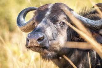 Starring Buffalo in the Kruger National Park, South Africa