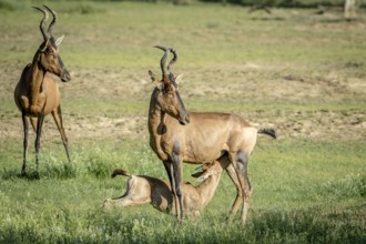 Red hartebeest calf suckling from his mother in the Kalagadi Transfrontier Park, South Africa