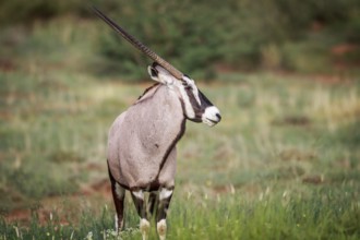 Side profile of a Gemsbok in the Kgalagadi Transfrontier Park, South Africa