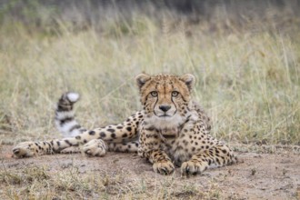 Cheetah starring at the camera in the Kruger National Park, South Africa