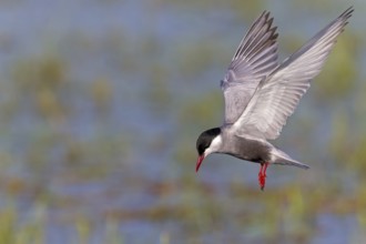 White-bearded Tern, (Chlidonias hybridus, Chlidonias hybrida, family of terns, flight, biotope,