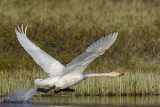 Whooper swan, (Cygnus cygnus), animals, birds, swans, family of duck birds, flight photo, start of