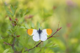 Aurora butterfly, (Anthocharis cardamines), butterfly, insect, insects, butterflies, animals,