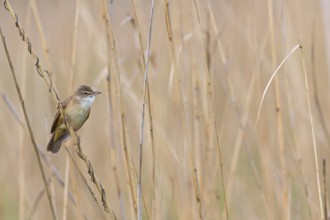 Reed warbler, (Acrocephalus arundinaceus), reedbed perch, biotope, habitat, animals, birds,