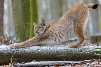 Eurasian Lynx, Eurasian Lynx, (Lynx lynx), animals, mammals, portrait, Kaiserslautern Wildlife