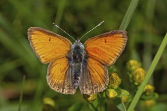 Purple-edged copper butterfly with open wings sitting on yellow flowers from behind