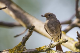 The black redstart (Phoenicurus ochruros) standing on the branch with prey
