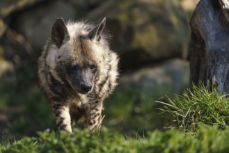 Striped hyena (Hyaena hyaena sultana)