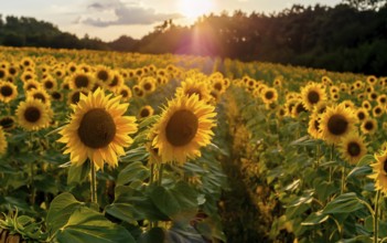 Field of sunflowers. Sunflowers flowers. Landscape from a sunflower farm. A field of sunflowers