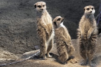 Group of three meerkats standing upright in the sand, meerkats or suricates (Suricata suricatta),
